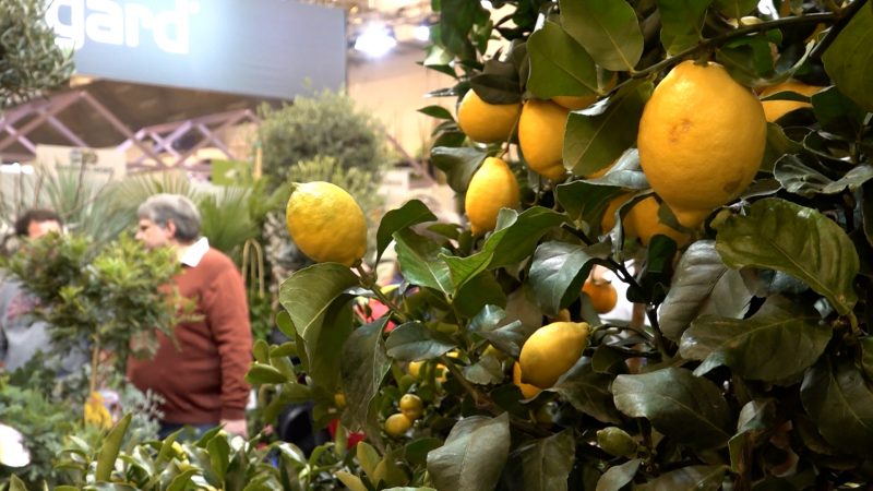 Die neuesten Pflanzentrends für den Frühling (Foto: SAT.1 NRW)