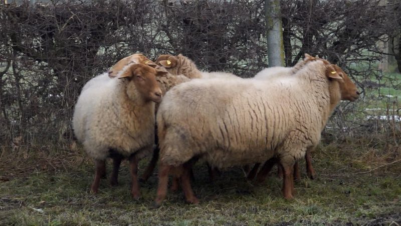 Schafe gestohlen und brutal geschlachtet (Foto: SAT.1 NRW)