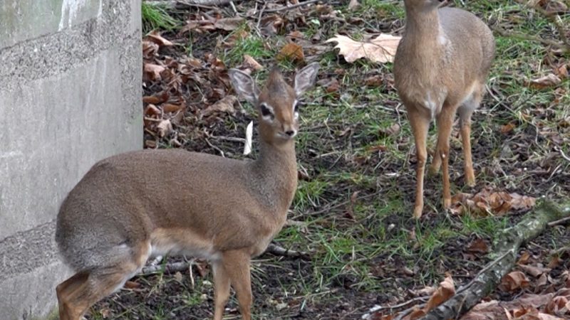 Kalle und Abena: Die ersten Dikdiks im Kölner Zoo (Foto: SAT.1 NRW)