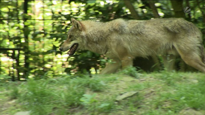 Anstieg von Wolfsangriffen im letzten Jahr (Foto: SAT.1 NRW)