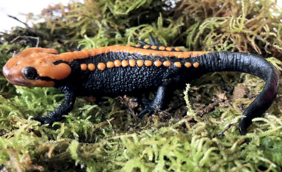 Krokodilmolche im Kölner Zoo (Foto: SAT.1 NRW)