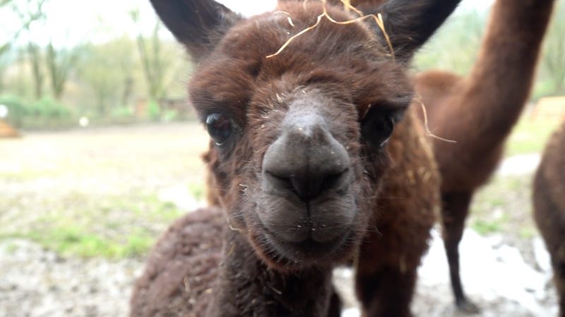 Babyglück im Alpakagehege (Foto: SAT.1 NRW)