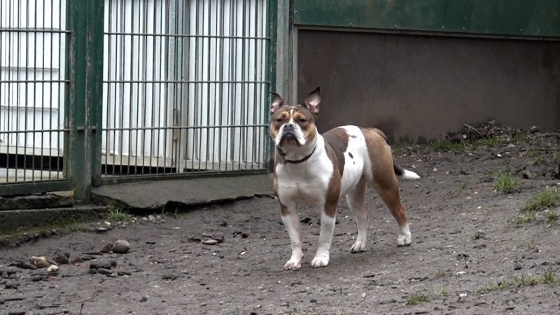 Bulldogge gerettet (Foto: SAT.1 NRW)