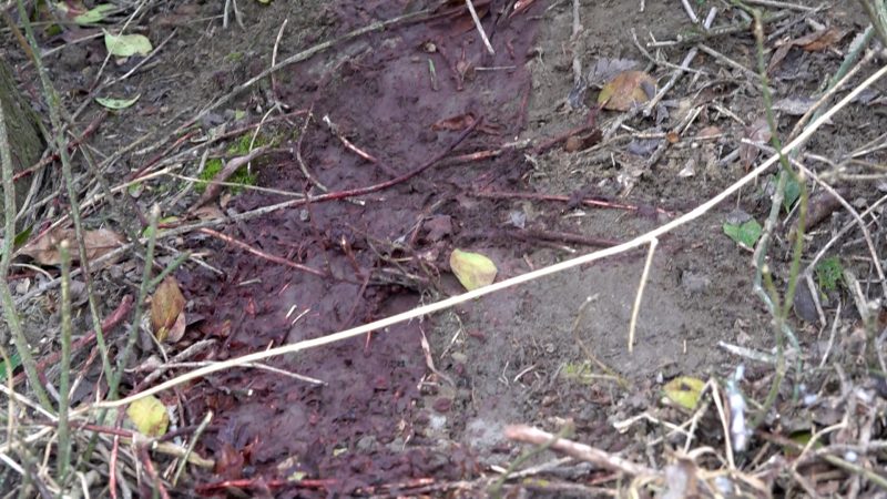 Mord in Castrop-Rauxel? (Foto: SAT.1 NRW)