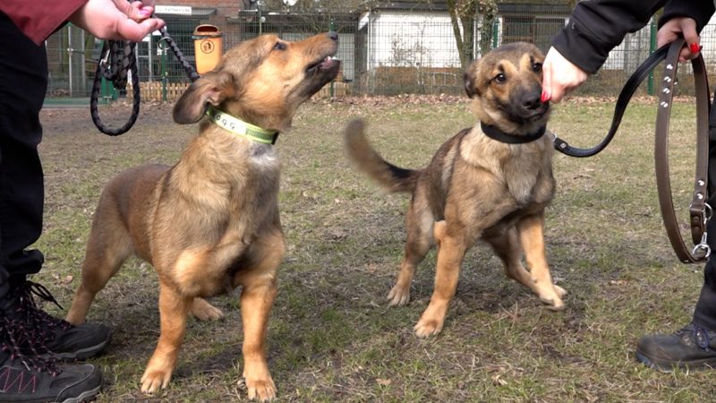 Trotz Handicap: Hanni und Nanni suchen ein neues Zuhause   (Foto: SAT.1 NRW)