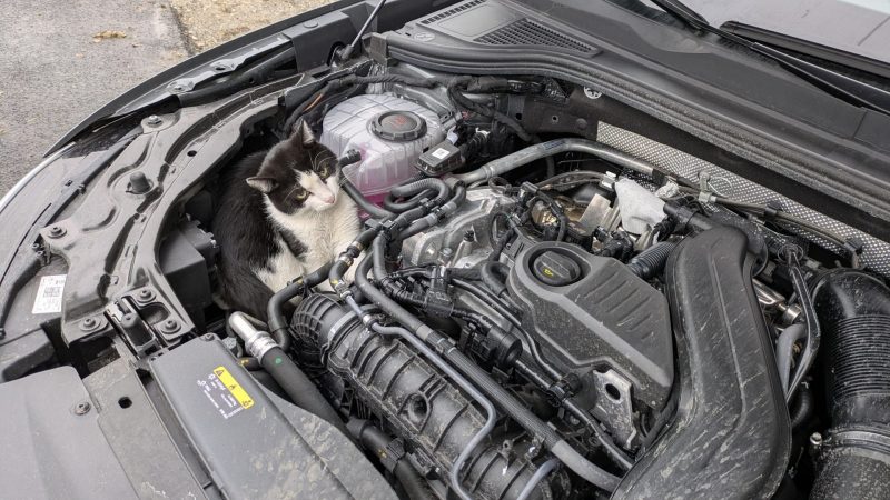 Katze kilometerweit in Motorhaube mitgefahren (Foto: SAT.1 NRW)