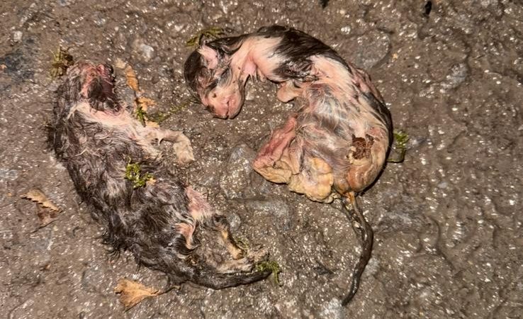 Tote Tierbabys in Datteln entdeckt (Foto: SAT.1 NRW)