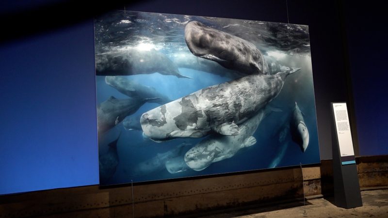 Der millionste Besucher im Gasometer Oberhausen (Foto: SAT.1 NRW)