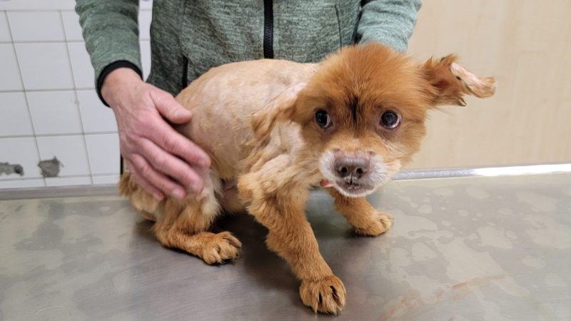 Bielefelder Tierschützer retten 47 Hunde (Foto: SAT.1 NRW)