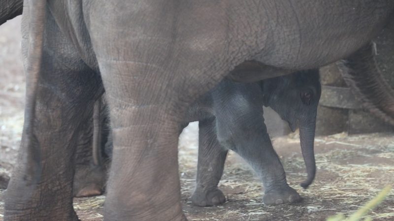 Elefantenbaby im Kölner Zoo geboren (Foto: SAT.1 NRW)