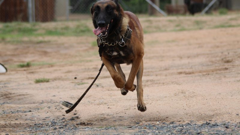 Mantrailing-Spürnasen beim Training (Foto: SAT.1 NRW)