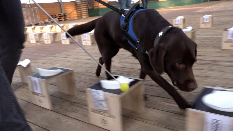 Hunde erschnüffeln Krebs (Foto: SAT.1 NRW)