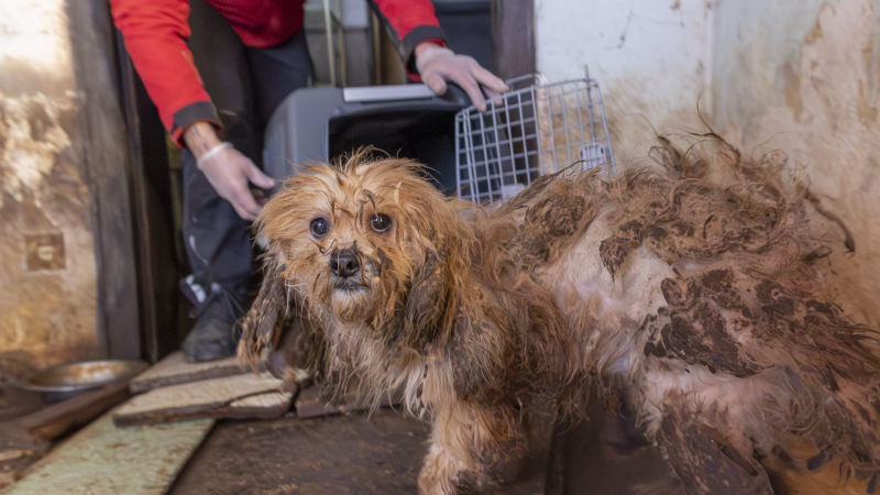 Verwahrloste Hunde (Foto: SAT.1 NRW)