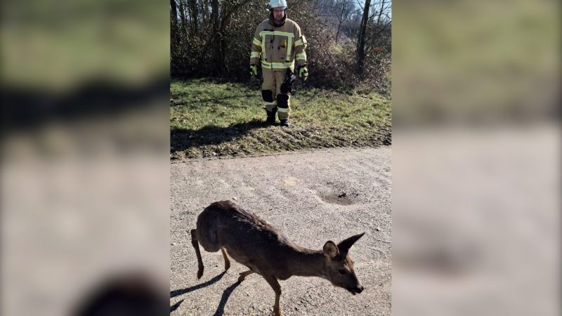 Happy End für Bambi (Foto: SAT.1 NRW)