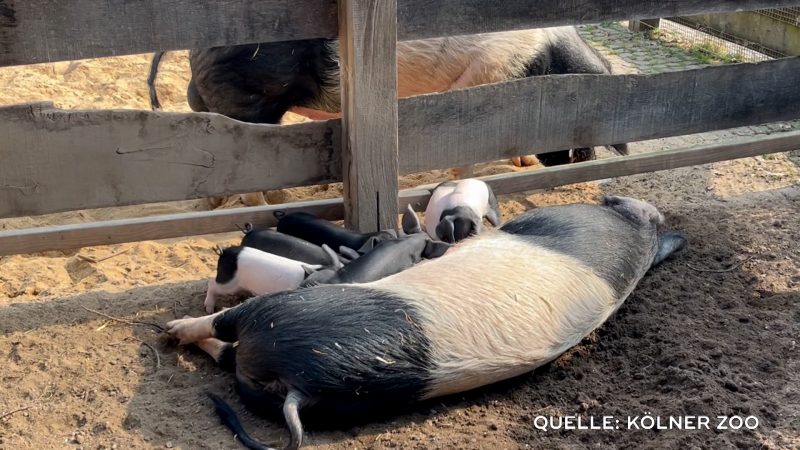 Kleine Glücksschweine im Kölner Zoo geboren (Foto: SAT.1 NRW)