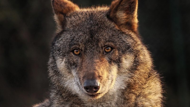 Wölfe kommen näher (Foto: SAT.1 NRW)